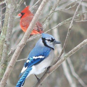 Meet your Posher, Edis